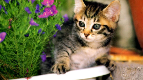 Wallpaper Near, Kitten, Cute, Plant, Brown, Black, Standing, Cat, Flowers, Purple