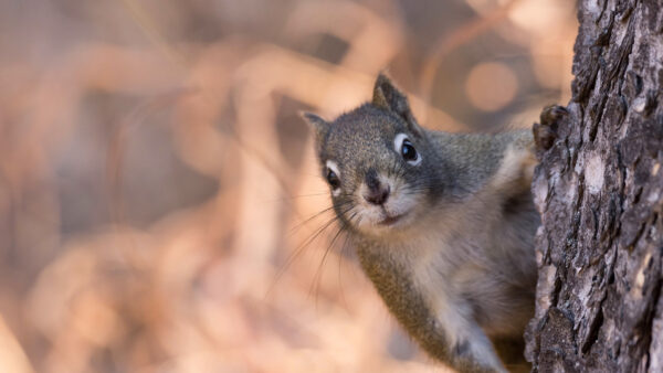 Wallpaper Squirrel, Background, White, With, And, Gray, Desktop, Blur