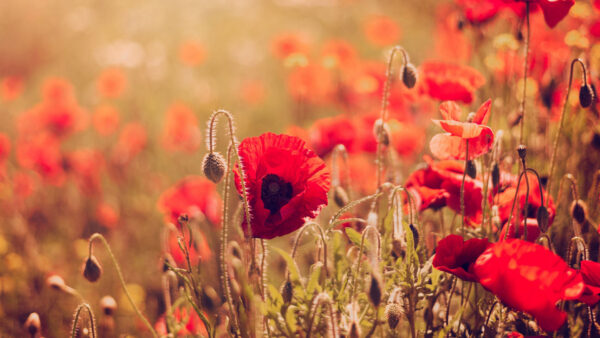 Wallpaper Poppy, Closeup, Red, Flowers, Field