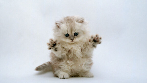 Wallpaper Desktop, Cute, With, Kitten, White, Background