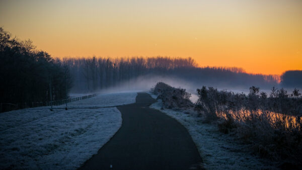 Wallpaper Forest, During, Sunset, Bushes, Fog, Snow, Between, Mobile, With, Winter, Trees, Covered, Desktop, Road