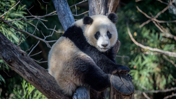 Wallpaper Mobile, Tree, Desktop, White, Blur, Sitting, Branch, Background, Black, Panda