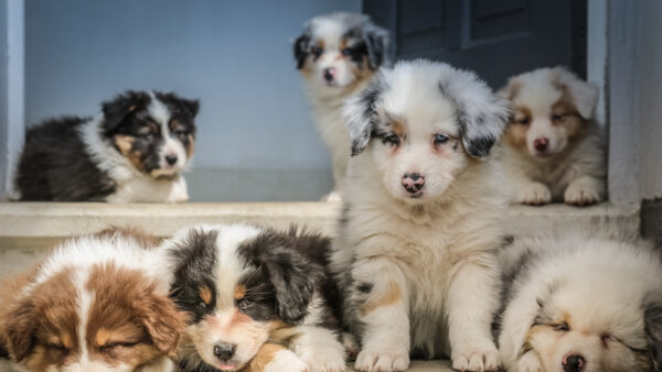 Wallpaper Assorted, Desktop, Puppies, Lying, Animals, Color, Four, Down, Steps, Are