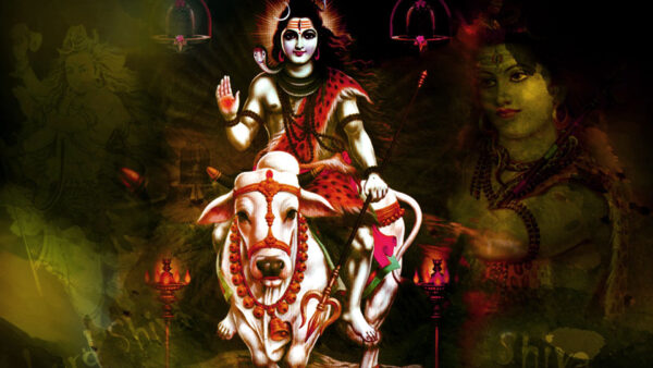 Wallpaper Shiva, Sitting, Cow, Bholenath