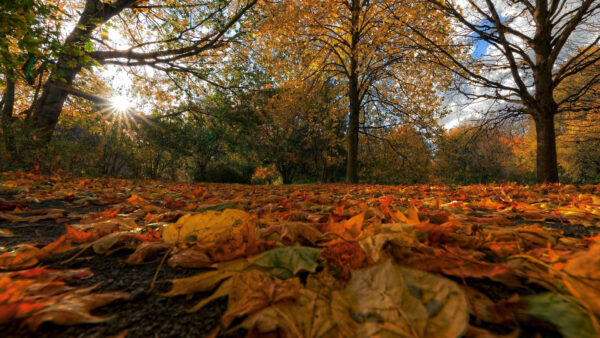 Wallpaper And, Trees, Nature, Falling, Sunbeam, Desktop, With, Germany, Season, Leaves, Fall
