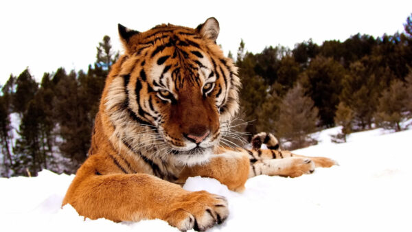 Wallpaper Closeup, Tiger, Snow, Stare, View, Look, Sitting, With