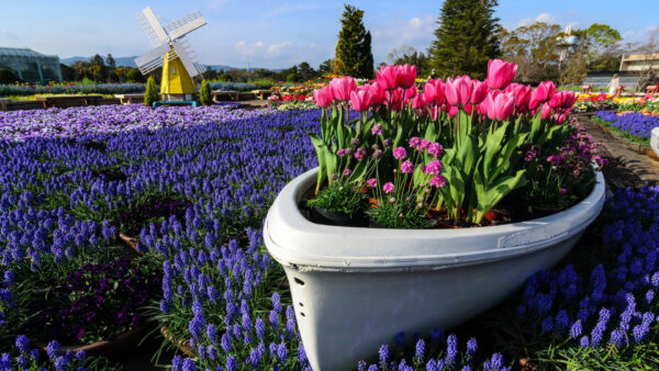 Wallpaper Purple, Flowers, With, And, Boat, Pink, Desktop, Garden