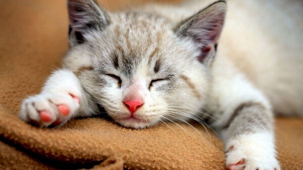 Wallpaper Black, Sleeping, Funny, White, Cute, Cat, Cloth