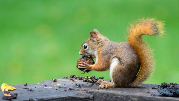Wallpaper Background, Brown, Fur, Nuts, Eating, Tail, Squirrel, Green, Black, Light, Standing