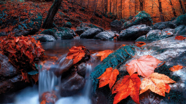 Wallpaper Stream, Nature, Forest, Autumn, Stones, Red, Water, Leaves