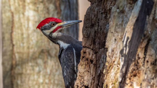 Wallpaper Black, Beak, Red, Long, Woodpecker, Tree