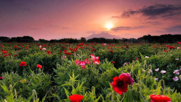 Wallpaper During, Red, Flowers, Green, Field, Sky, Clouds, Sunset, Under, Purple, Leaves, Black, Light, Poppy