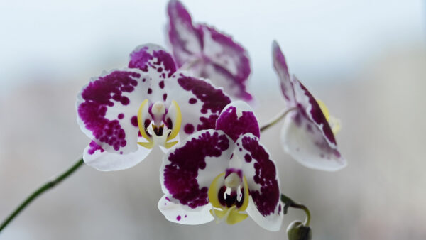 Wallpaper Flowers, Orchids, Background, Blur, Dark, White, Purple