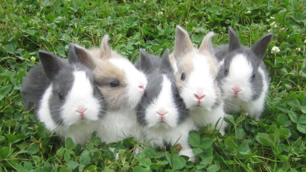 Wallpaper Brown, White, Rabbits, Green, Black, Rabbit, Plants