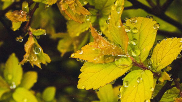 Wallpaper With, Green, View, Branches, Water, Leaves, Closeup, Nature, Drops