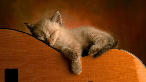 Wallpaper Kitten, Light, Guitar, Cute, White, Brown, Sleeping, Cat