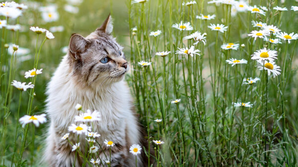 Wallpaper Field, Cat, Light, Brown, White, Standing, Flowers