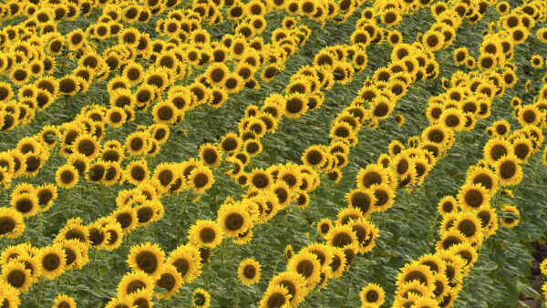 Wallpaper Beautiful, Sunflowers, Field, Leaves, Green, View, Sunflower