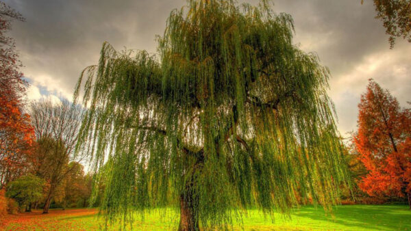 Wallpaper Sky, Trees, White, Green, Clouds, Nature, Blue, Under, Grass