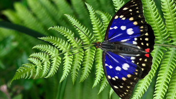 Wallpaper Leaves, Design, Butterfly, Yellow, White, Black, Green, Blue, Dots