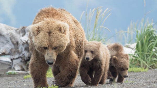 Wallpaper And, Road, Walking, Blue, Background, Are, Bear, Cubs, Sky, Big
