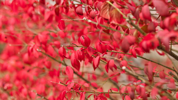 Wallpaper Desktop, Nature, Mobile, Red, Branches, Background, Blur, Trees, Leaves