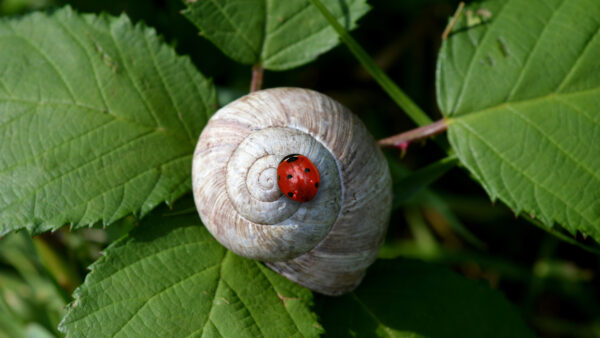 Wallpaper Snail, Red, Green, Background, Bug, Leaves