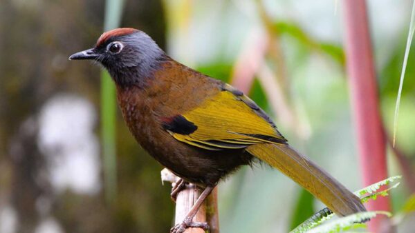 Wallpaper Yellow, Bird, Black, Background, Birds, Green, Blur, Brown