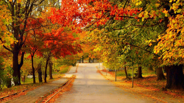 Wallpaper Trees, Fall, Road, Yellow, Red, Green, Autumn, Between