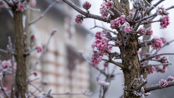 Wallpaper Background, Mobile, Desktop, Tree, Blur, Photography, Pink, Branches, Frozen, Flowers, Sakura