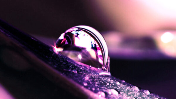 Wallpaper Purple, Drops, Background, Blur, Petal, Macro, Dew
