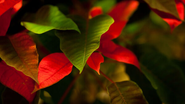 Wallpaper Photography, Leaves, Green, Background, Red, Blur