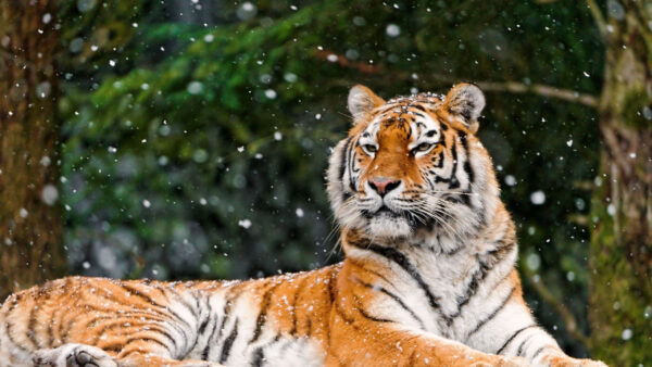Wallpaper Tiger, Background, Lying, Down, Snowfall, Blur