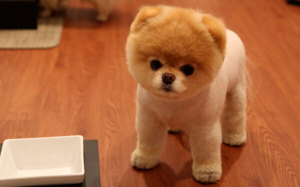 Wallpaper Cute, Pomeranian