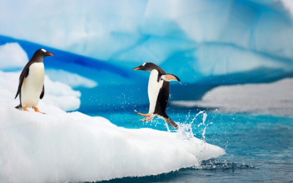 Wallpaper Antarctica, Gentoo, Penguins