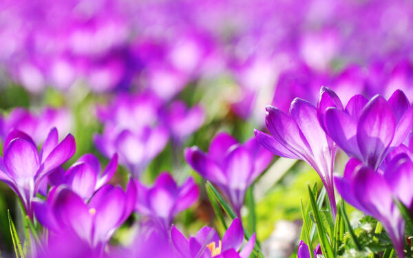 Wallpaper Crocus, Purple, Flowers