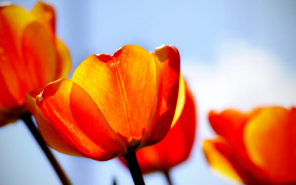 Wallpaper Tulips