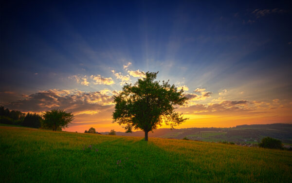 Wallpaper Sunset, Green, Landscape, Grass, Tree, Swis, Sunrays