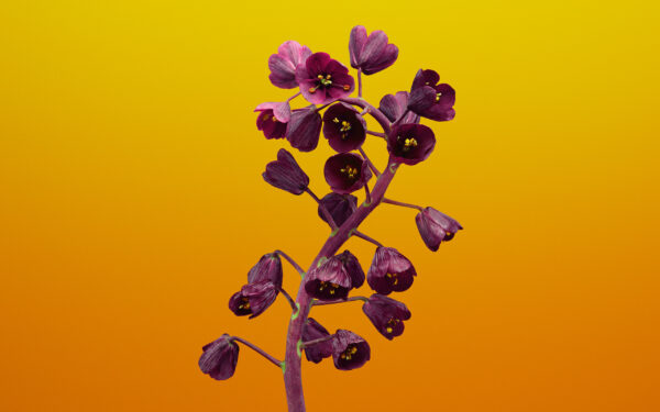 Wallpaper IOS, Fritillaria, Flower, Stock