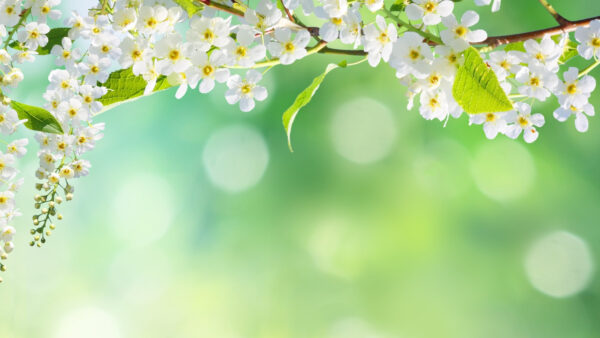 Wallpaper Blossoms, Blur, Nature, Background, Desktop, White, Photo, Closeup, Cherry, Mobile, Flowers