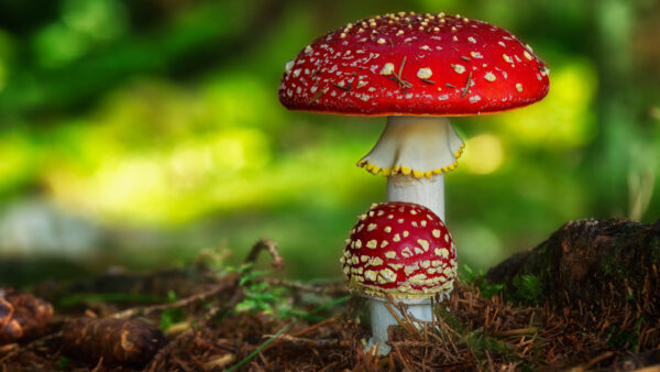 Wallpaper Mushroom, Nature, Green, Background, Red, Blur, Desktop