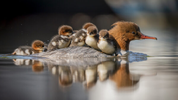 Wallpaper Pc, Wallpaper, Duck, 4k, Download, Free, Animal, Background, Animals, Cool, Images, Desktop