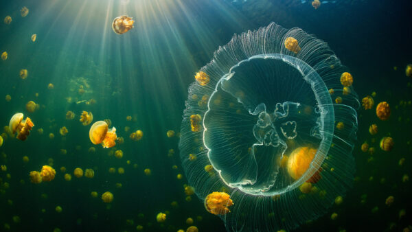 Wallpaper Jellyfishes, Underwater, Yellow, With, Sunlight, Beautiful, Jellyfish
