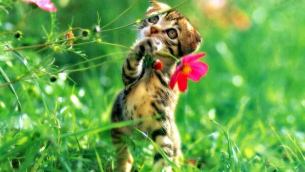 Wallpaper Green, Grass, Black, Pink, Brown, Desktop, Cat, Blur, Kitten, Background, With, Flower