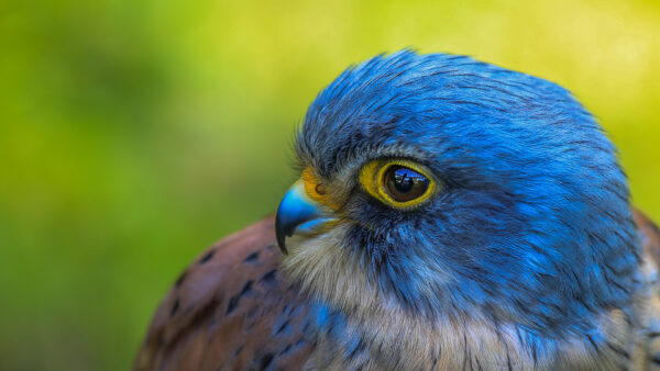 Wallpaper Green, Desktop, View, Blue, Falcon, Closeup, Birds, Peregrine, Background