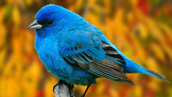 Wallpaper Blue, Blur, Yellow, Branch, Birds, Desktop, Tree, Bird, Background, Chubby