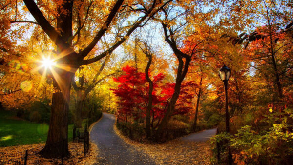 Wallpaper With, Road, Nature, Desktop, Autumn, Between, Sunbeam, Fall, Trees, Lamp, Post