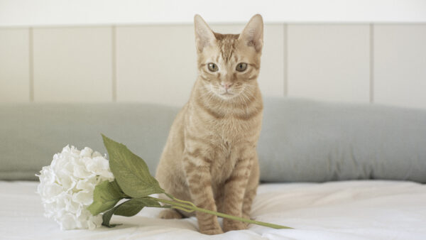 Wallpaper Brown, Cat, White, Desktop, Sitting, Mobile, Near, Flower, Eyes, Couch