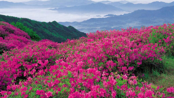 Wallpaper Spring, Flowers, The, Mountains, Pink, Bright