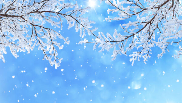 Wallpaper Snowflake, Branch, Mobile, Snowfall, Desktop